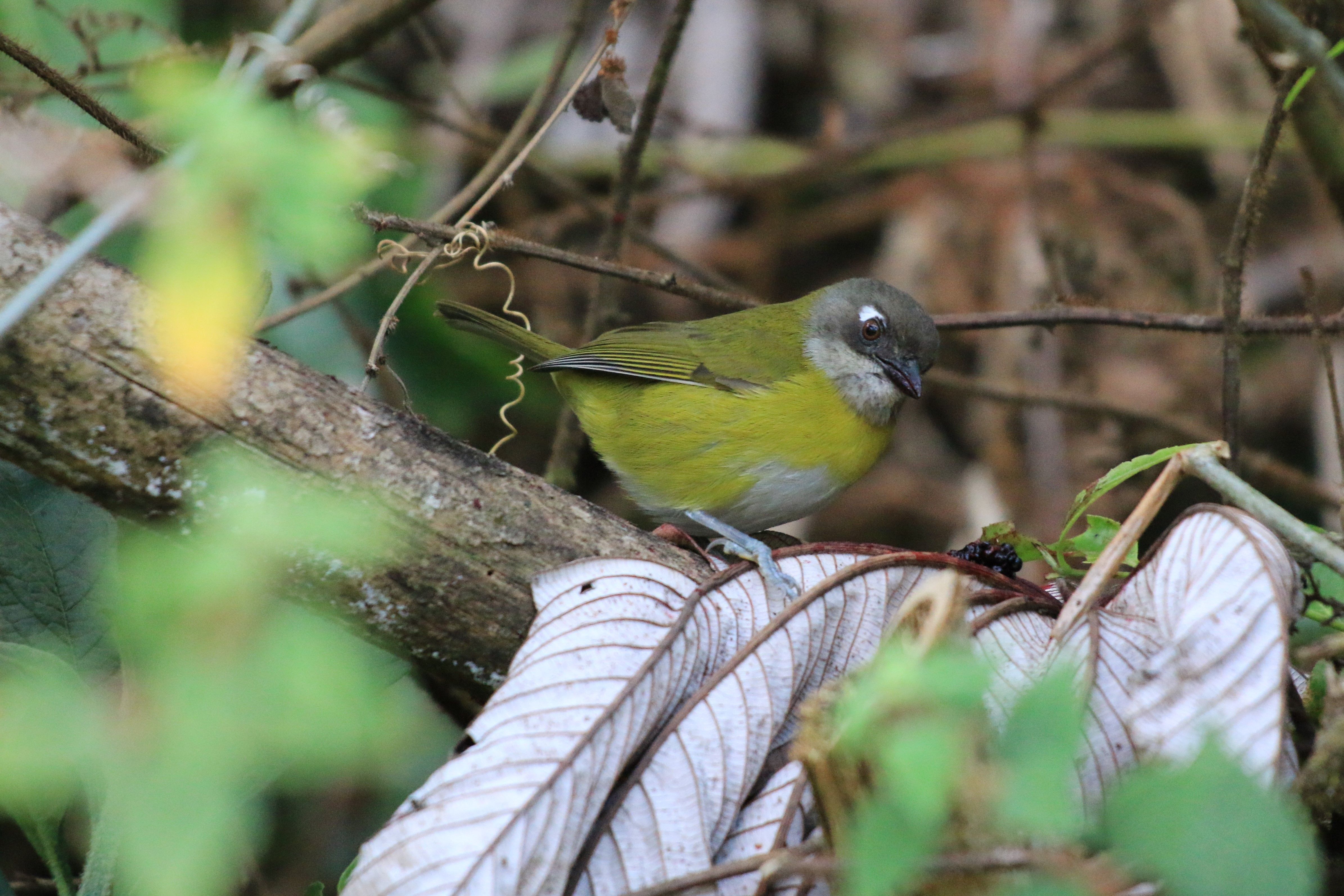 Costa Rica